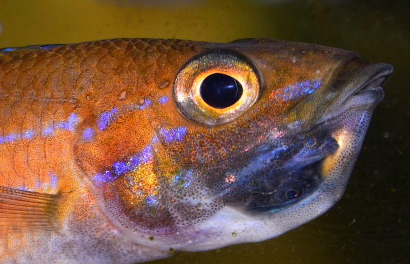 Paracyprichromis nigripinnis